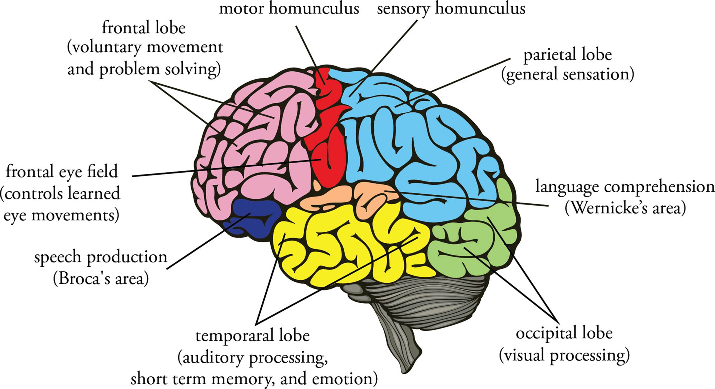 Functional Areas Of The Cerebral Cortex Brain World - vrogue.co